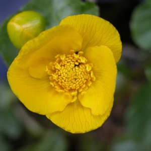 Photographie n°105713 du taxon Caltha palustris L. [1753]