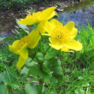 Photographie n°105716 du taxon Caltha palustris L. [1753]