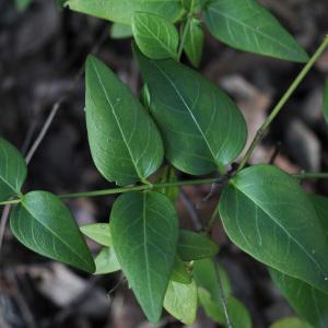 Photographie n°105733 du taxon Vinca difformis Pourr.