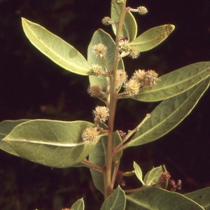 Photographie n°105736 du taxon Conocarpus erectus L.