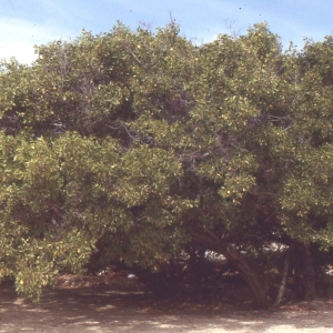 Photographie n°105739 du taxon Conocarpus erectus L.