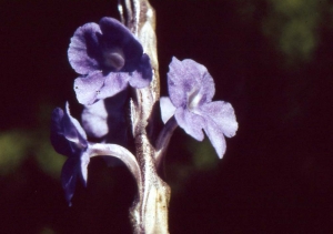 Liliane Roubaudi, le 10 février 2001 (Guadeloupe)