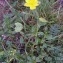  Alain Bigou - Helianthemum grandiflorum subsp. grandiflorum