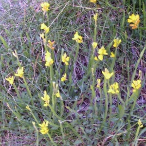 Photographie n°105829 du taxon Genista sagittalis L.