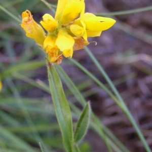 Photographie n°105830 du taxon Genista sagittalis L.