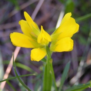 Photographie n°105831 du taxon Genista sagittalis L.
