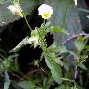 Photographie n°105836 du taxon Viola tricolor L. [1753]