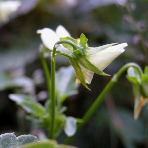 Photographie n°105837 du taxon Viola tricolor L. [1753]