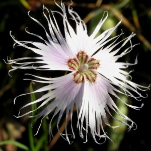 Photographie n°105841 du taxon Dianthus hyssopifolius L. [1755]