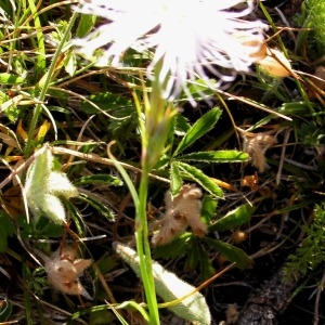 Photographie n°105842 du taxon Dianthus hyssopifolius L. [1755]