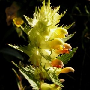 Rhinanthus angustifolius C.C.Gmel. (Rhinanthe à feuilles étroites)