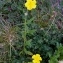  Alain Bigou - Helianthemum grandiflorum subsp. grandiflorum