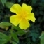  Alain Bigou - Helianthemum grandiflorum subsp. grandiflorum