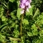  Alain Bigou - Dactylorhiza maculata subsp. maculata