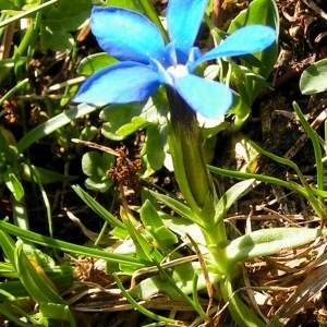 Photographie n°105856 du taxon Gentiana verna subsp. verna