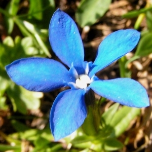 Gentiana verna L. subsp. verna (Gentiane de printemps)