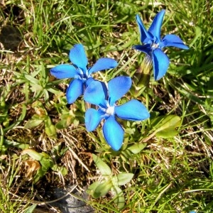 Photographie n°105859 du taxon Gentiana verna subsp. verna