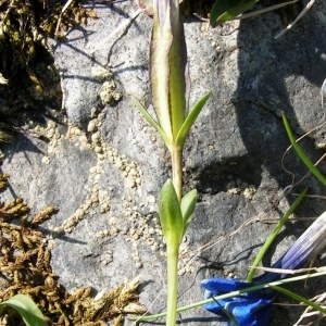 Photographie n°105860 du taxon Gentiana verna subsp. verna