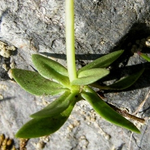 Photographie n°105861 du taxon Gentiana verna subsp. verna