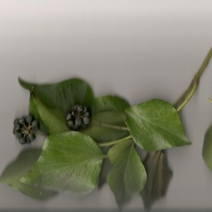 Hedera helix L. subsp. helix f. helix  (Lierre)