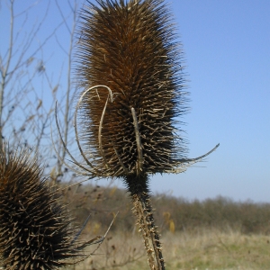 Photographie n°105950 du taxon Dipsacus fullonum L. [1753]