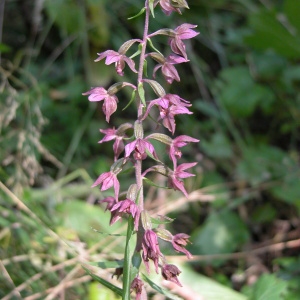 Photographie n°105953 du taxon Epipactis atrorubens (Hoffm.) Besser [1809]