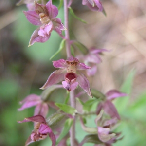 Photographie n°105954 du taxon Epipactis atrorubens (Hoffm.) Besser [1809]