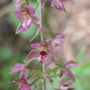 Photographie n°105955 du taxon Epipactis atrorubens (Hoffm.) Besser [1809]