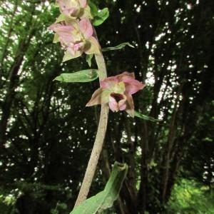 Photographie n°105956 du taxon Epipactis atrorubens (Hoffm.) Besser [1809]