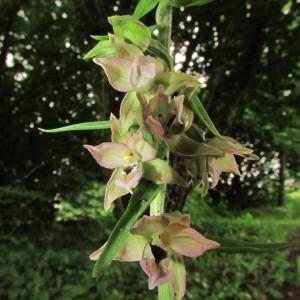 Photographie n°105963 du taxon Epipactis helleborine (L.) Crantz [1769]