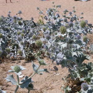 Photographie n°105966 du taxon Eryngium maritimum L. [1753]