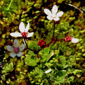 Photographie n°105989 du taxon Saxifraga stellaris L. [1753]