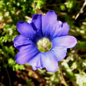 Ericoila pyrenaica (L.) Borkh. (Gentiane des Pyrénées)