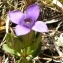  Alain Bigou - Gentianella campestris f. hypericifolia (Murb.) B.Bock [2012]