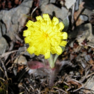 Hieracium glaciale subsp. pumilum Nyman (Piloselle à tiges courtes)