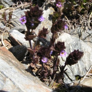  - Euphrasia minima f. minima 