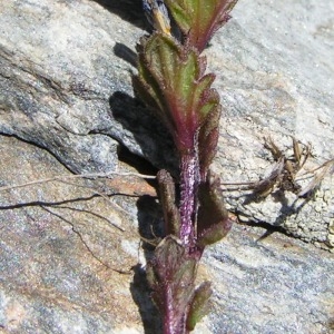 Euphrasia minima Jacq. ex DC. f. minima  (Petite Euphraise)