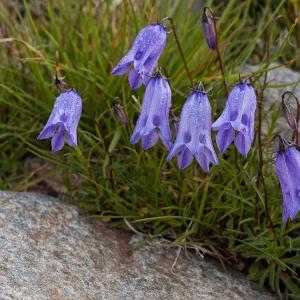 Campanula excisa Schleich. ex Murith (Campanule incisée)