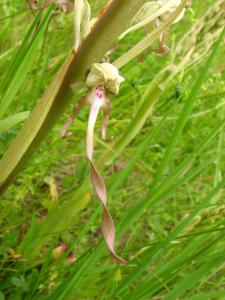 Annick Larbouillat, le 31 mai 2008 (Champmotteux)