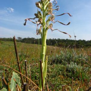 Photographie n°106045 du taxon Himantoglossum hircinum (L.) Spreng. [1826]