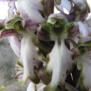 Photographie n°106049 du taxon Himantoglossum robertianum (Loisel.) P.Delforge [1999]