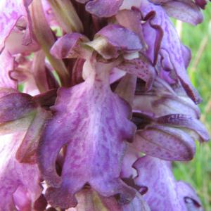 Photographie n°106050 du taxon Himantoglossum robertianum (Loisel.) P.Delforge [1999]