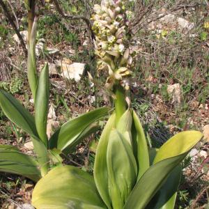 Photographie n°106051 du taxon Himantoglossum robertianum (Loisel.) P.Delforge [1999]