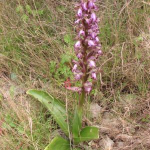 Photographie n°106055 du taxon Himantoglossum robertianum (Loisel.) P.Delforge [1999]