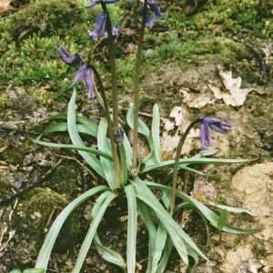 Photographie n°106057 du taxon Hyacinthoides non-scripta (L.) Chouard ex Rothm. [1944]