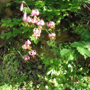 Photographie n°106074 du taxon Lilium martagon L.