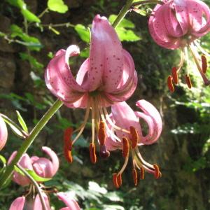 Photographie n°106075 du taxon Lilium martagon L.