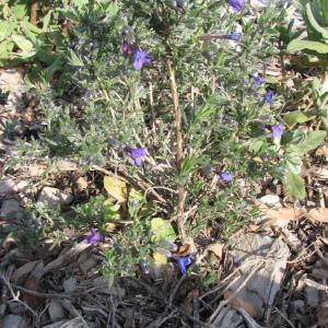  - Lithodora fruticosa (L.) Griseb. [1844]