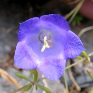 Photographie n°106092 du taxon Campanula scheuchzeri subsp. scheuchzeri