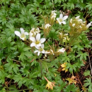 Photographie n°106093 du taxon Saxifraga geranioides L. [1755]